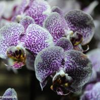 Orchideen Ausstellung in der Orangerie Elfenau 051.jpg
